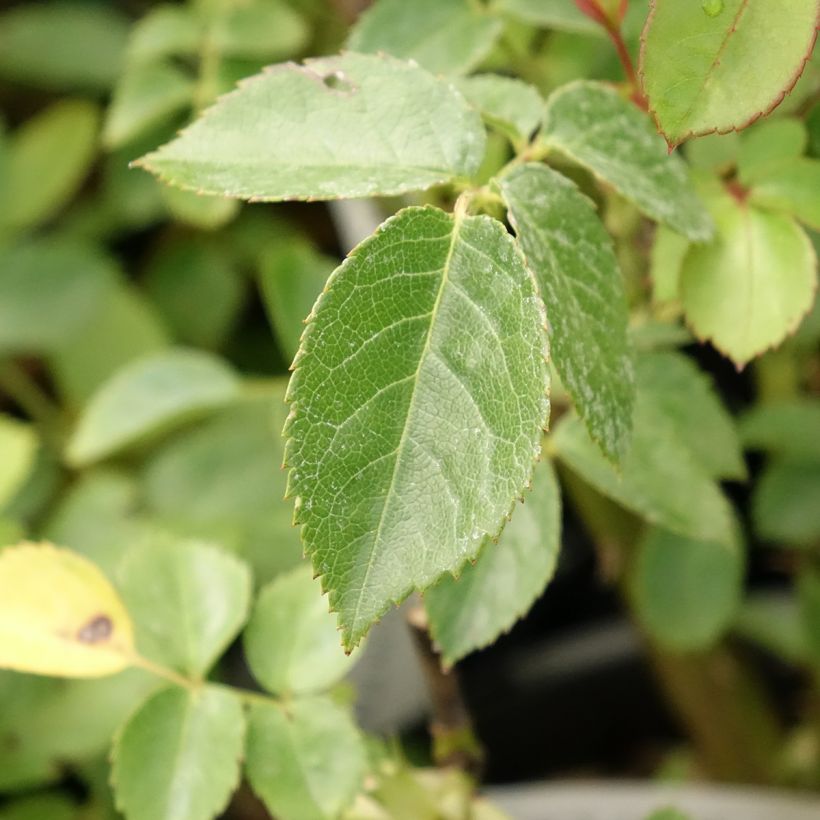 Rosa Marc's Jubilée - Beetrose (Laub)