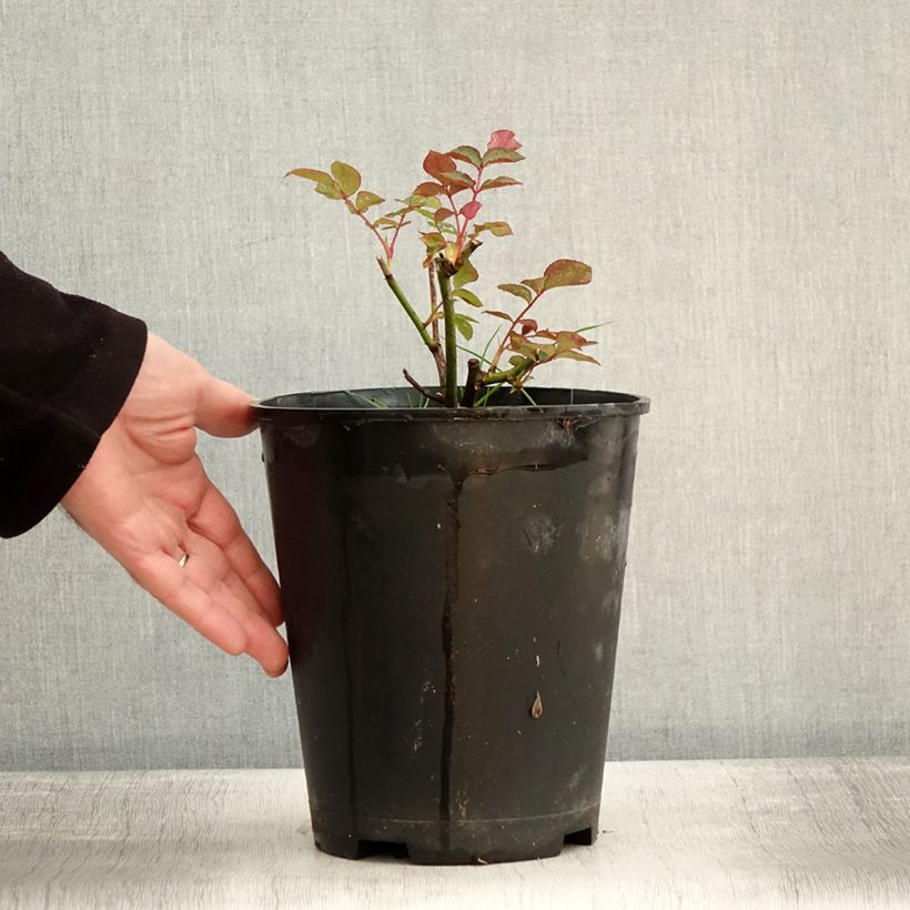 Exemplar von Rosier à fleurs groupées Maria Mathilda Pot de 3L/4L wie im Winter geliefert