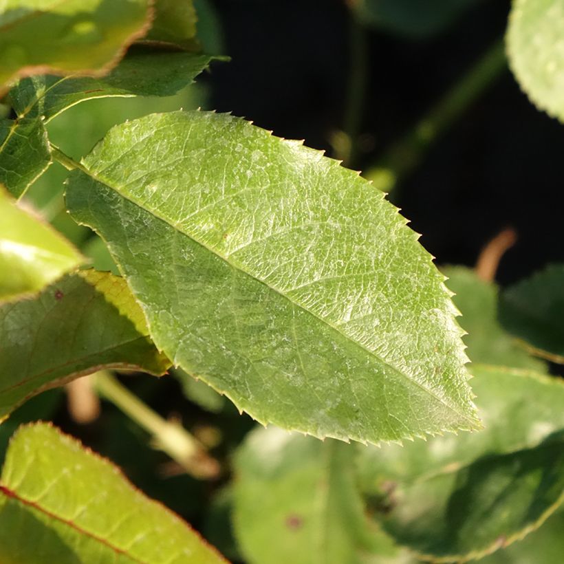 Rosa Marie Curie - Beetrose (Foliage)