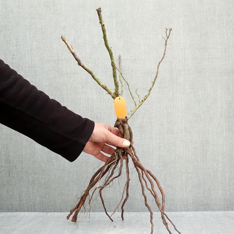 Example of Rosa Marie Curie - Beetrose Wurzelnackt as you get in hiver