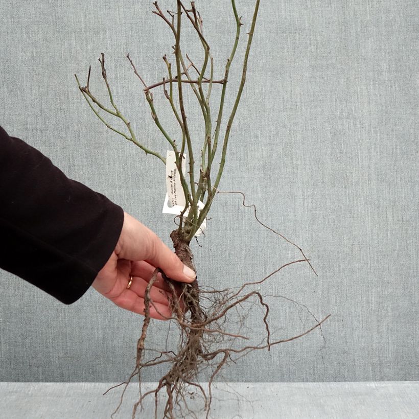 Example of Rosa Marina Picasso - Beetrose Wurzelnackt as you get in hiver