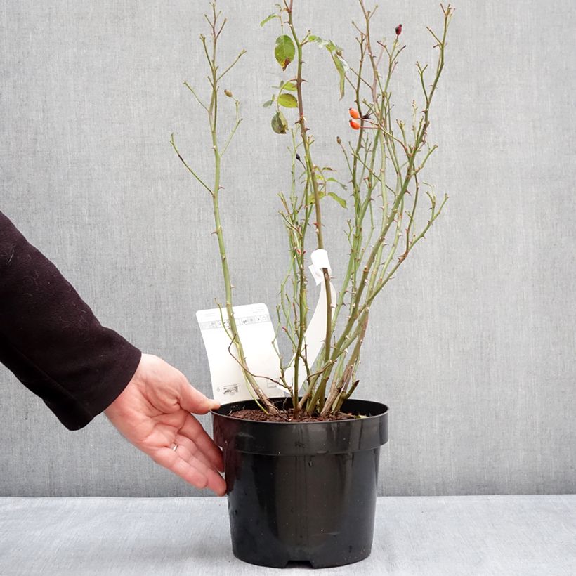 Example of Rosa Mel Bee - Beetrose Topf mit 3L/4L as you get in hiver