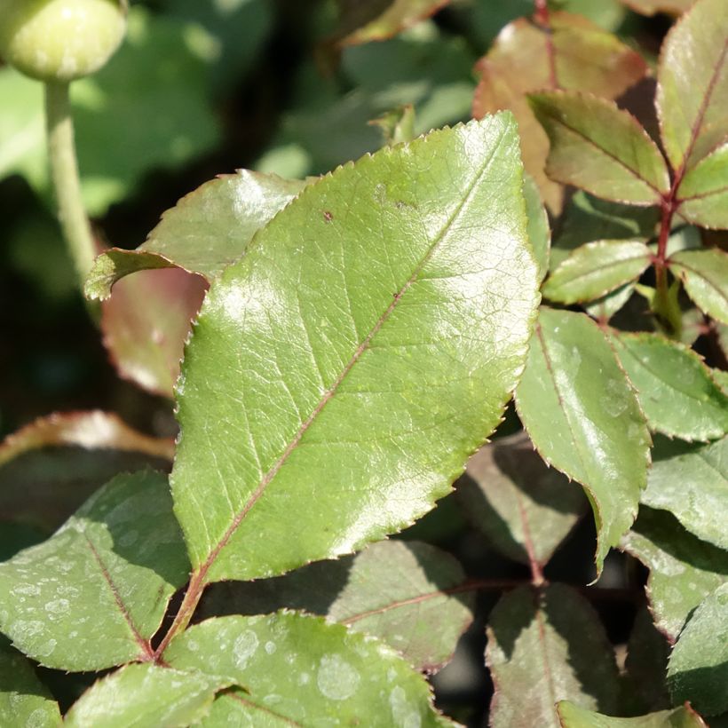 Rosa polyantha Message d'Espoir - Beetrose (Laub)