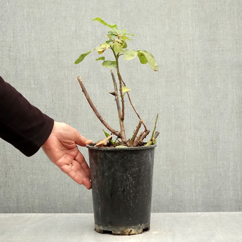 Example of Rosa Paganini - Beetrose Topf mit 4L/5L as you get in automne