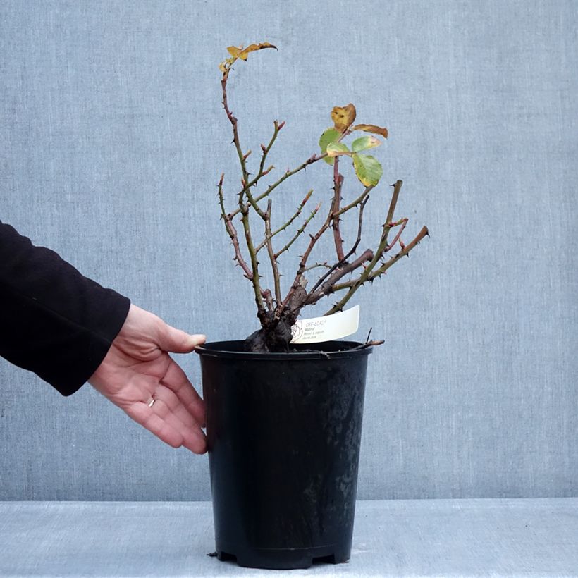 Example of Rosa Off-Load - Beetrose Topf mit 4L/5L as you get in hiver