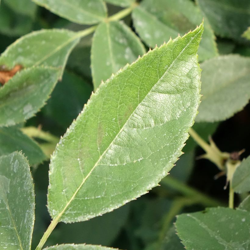 Rosa Orange Sensation - Beetrose (Laub)