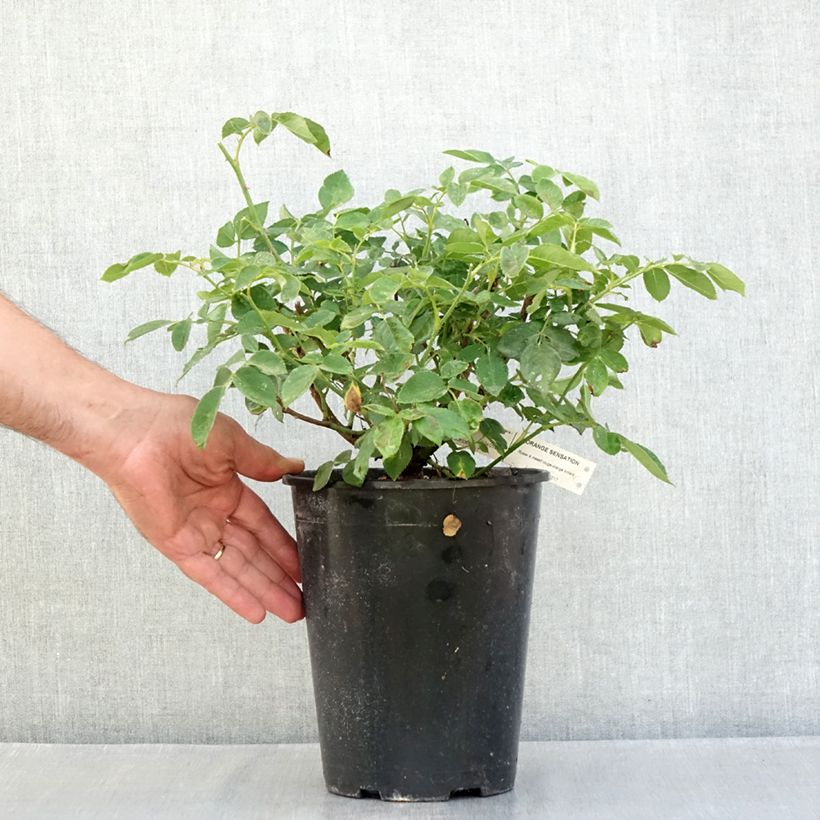 Exemplar von Rosa Orange Sensation - Beetrose Topf mit 4L/5L wie im Sommer geliefert