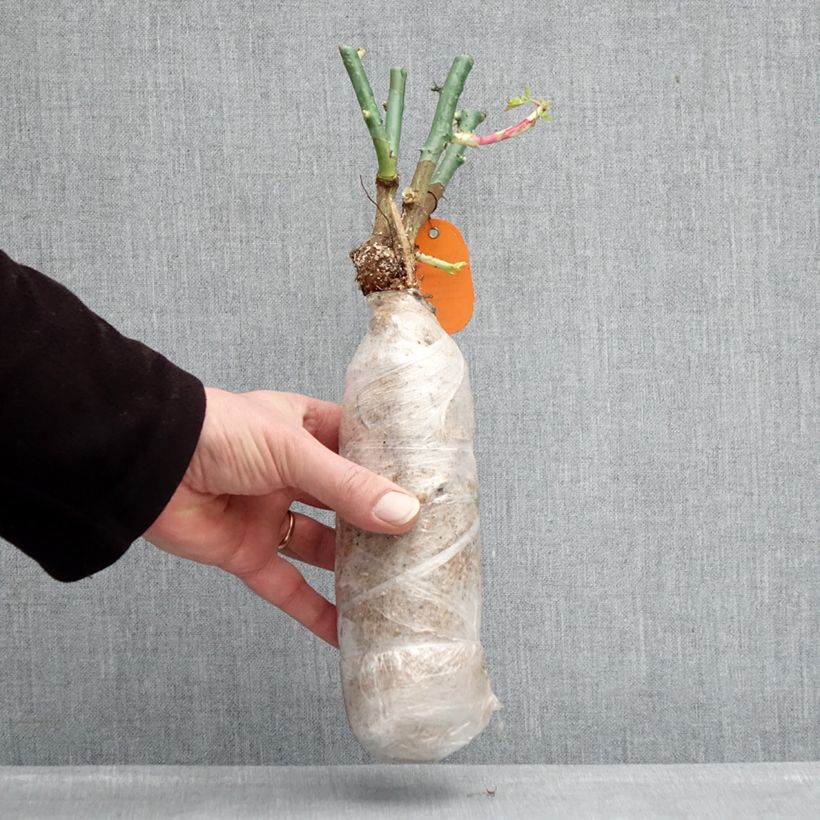 Exemplar von Rosa Origami - Beetrose Wurzelnackt in Beutel wie im Winter geliefert