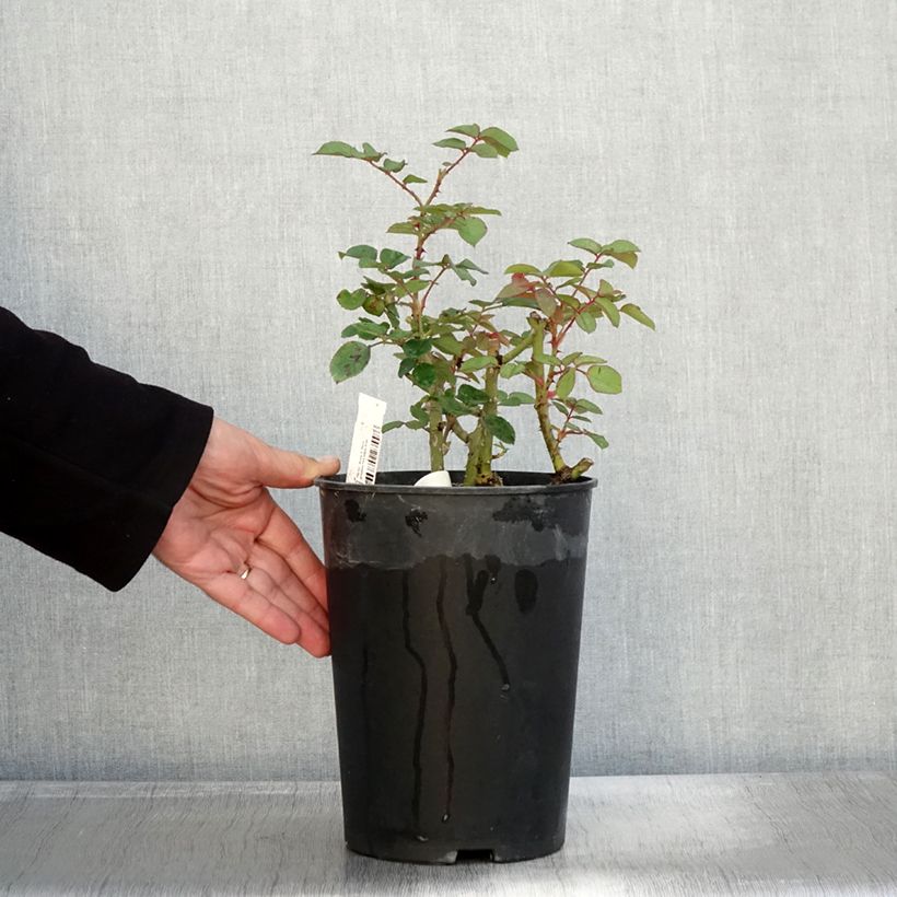 Exemplar von Rosier à fleurs groupées Park Abbey Rose Pot de 4L/5L wie im Herbst geliefert