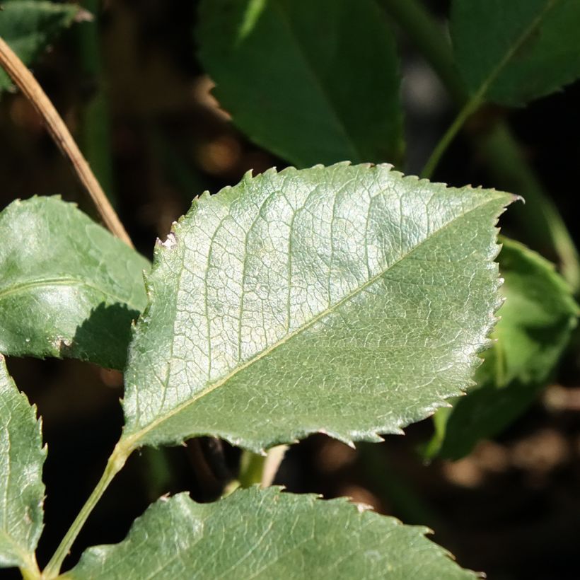 Rosa Pernille Poulsen - Beetrose (Laub)