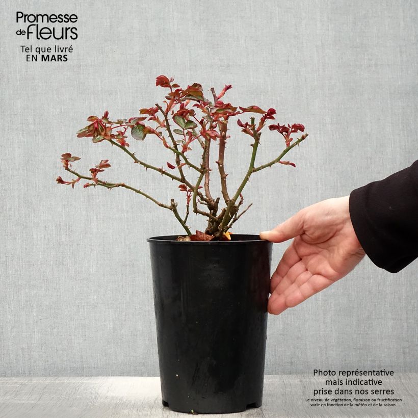 Example of Rosa Red Leonardo da Vinci (Hilde Umdasch)) - Beetrose Topf mit 4L/5L as you get in printemps