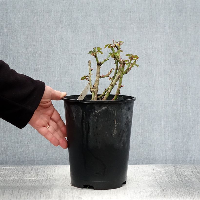 Exemplar von Rosier à fleurs groupées Rochemenier Village Pot de 4L/5L wie im Herbst geliefert