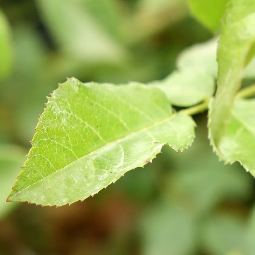 Rosa Rose de la petite Chabotte VELsema - Beetrose (Laub)