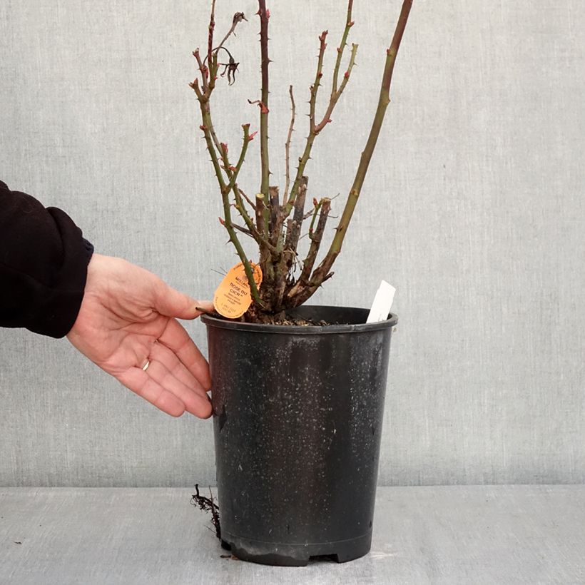 Example of Rosa Summer Sangria 'Meizilena' - Beetrose Topf mit 4L/5L as you get in hiver