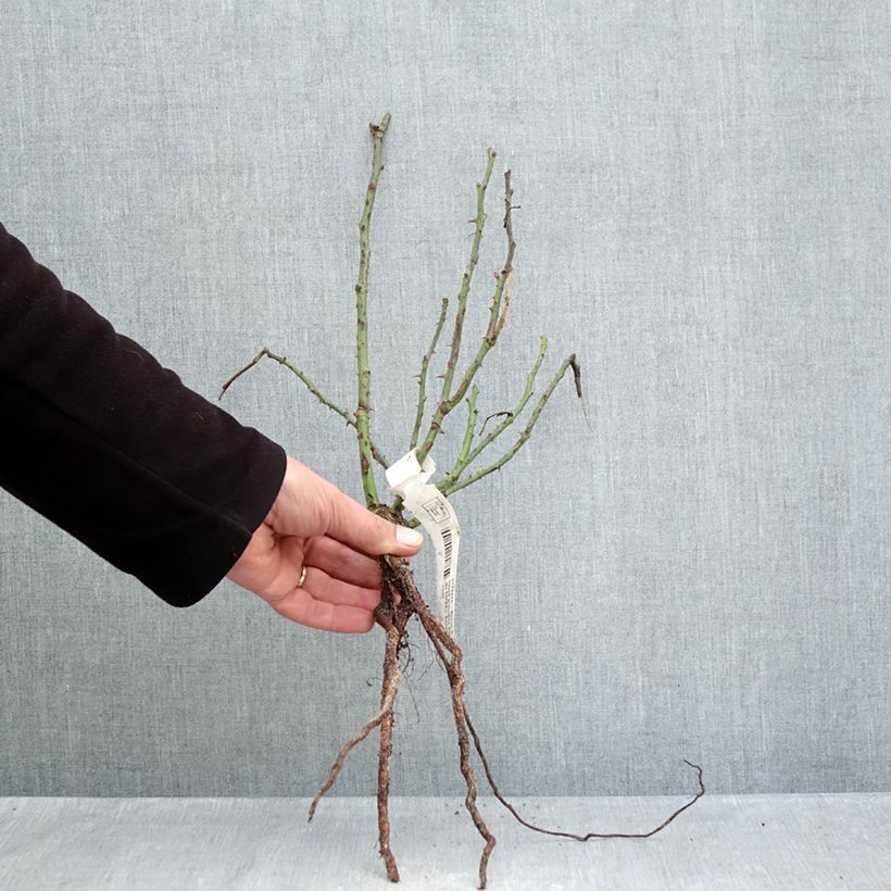 Example of Rosa Summer Sangria 'Meizilena' - Beetrose Wurzelnackt as you get in hiver