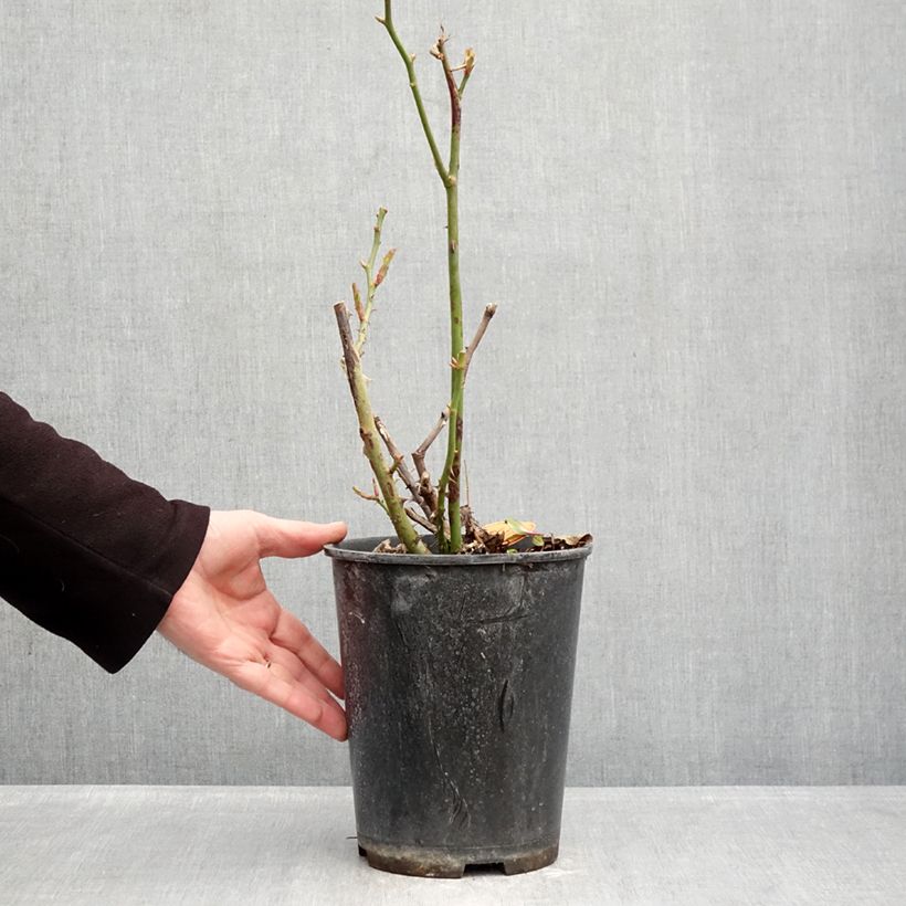 Example of Rosa Rustica III - Beetrose Topf mit 4L/5L as you get in hiver