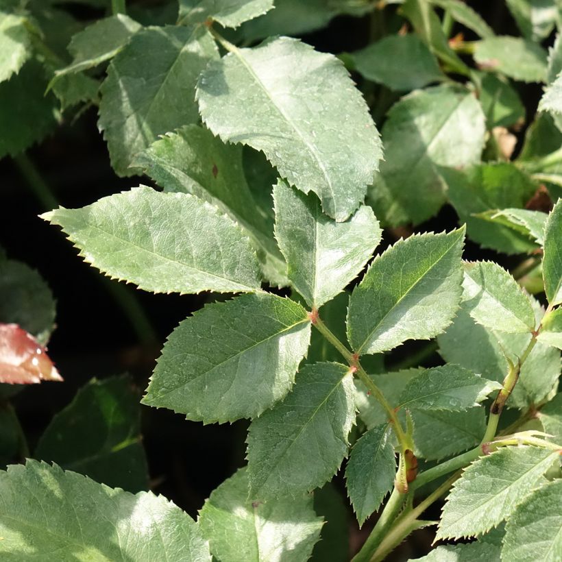 Rosa Sophia Romantica - Beetrose (Foliage)