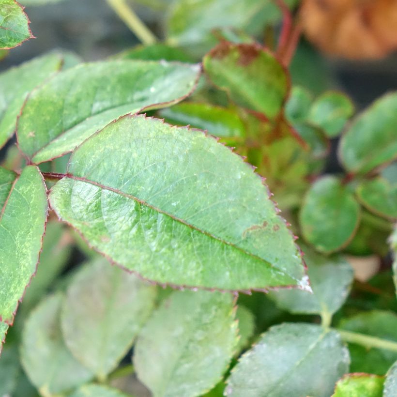 Beetrose Sugar Candy Rose (Laub)