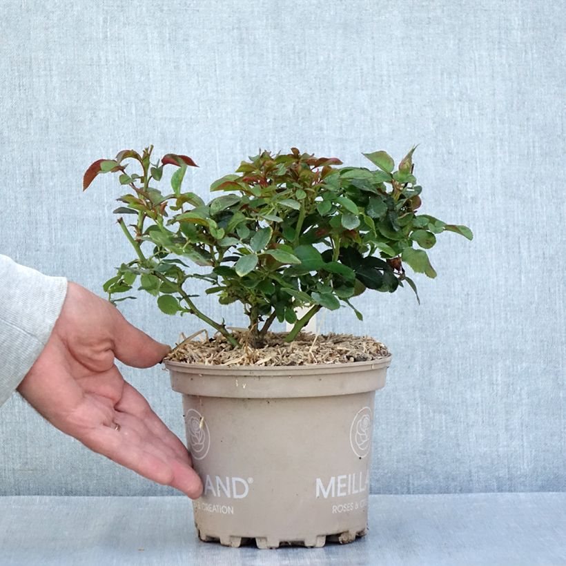 Exemplar von Beetrose Sugar Candy Rose Topf mit 2L/3L wie im Sommer geliefert