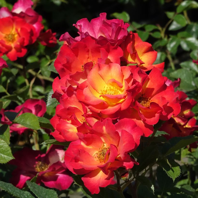 Rosa Summer of Love - Beetrose (Blüte)