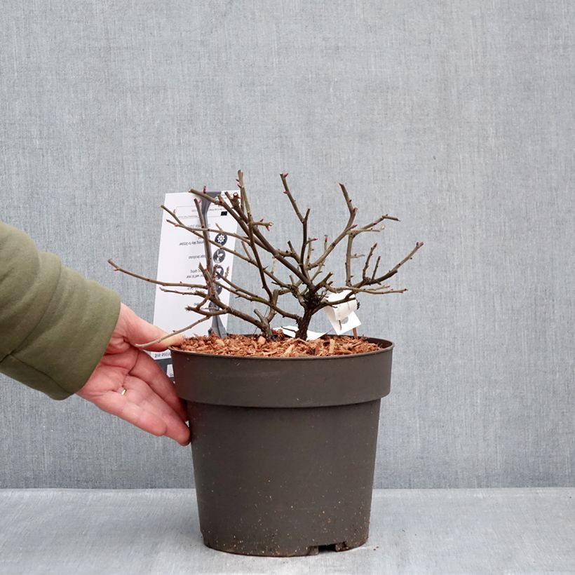 Exemplar von Rosier à fleurs groupées Take it Easy Red  Topf mit 4L/5L wie im Winter geliefert