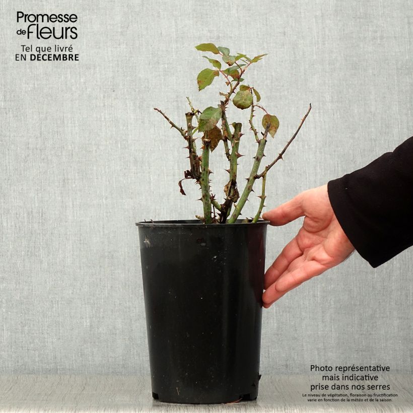 Exemplar von Rosier à fleurs groupées Tobago Pot de 4L/5L wie im Herbst geliefert