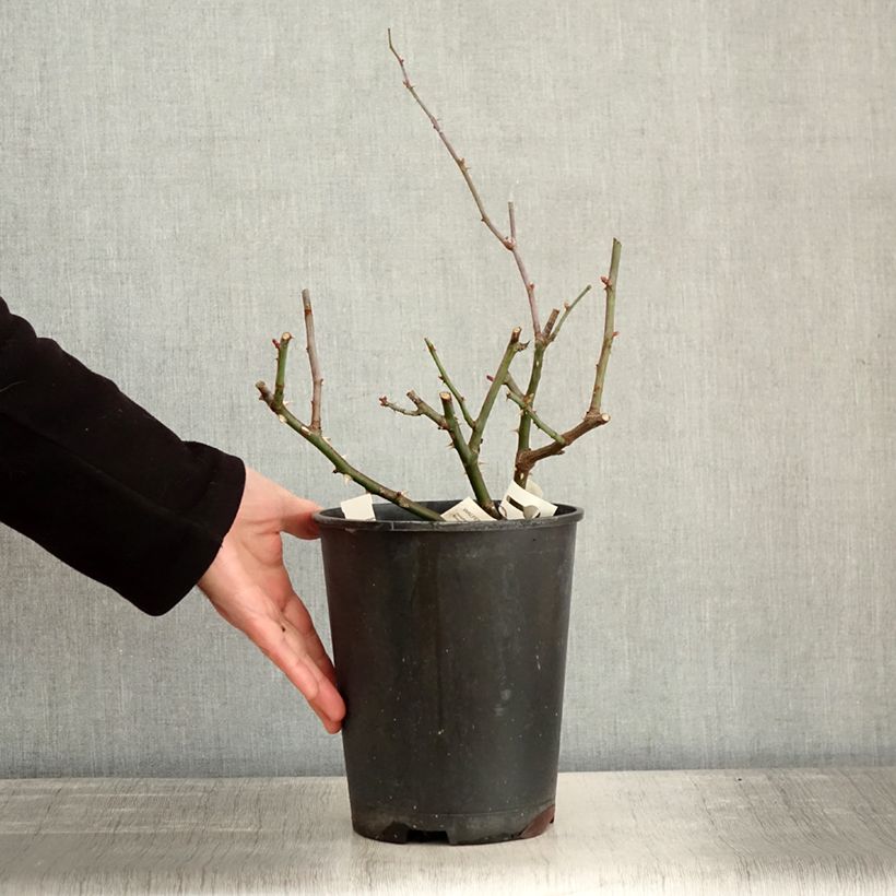 Exemplar von Rosier à fleurs groupées Walferdange Pot de 4L/5L wie im Winter geliefert