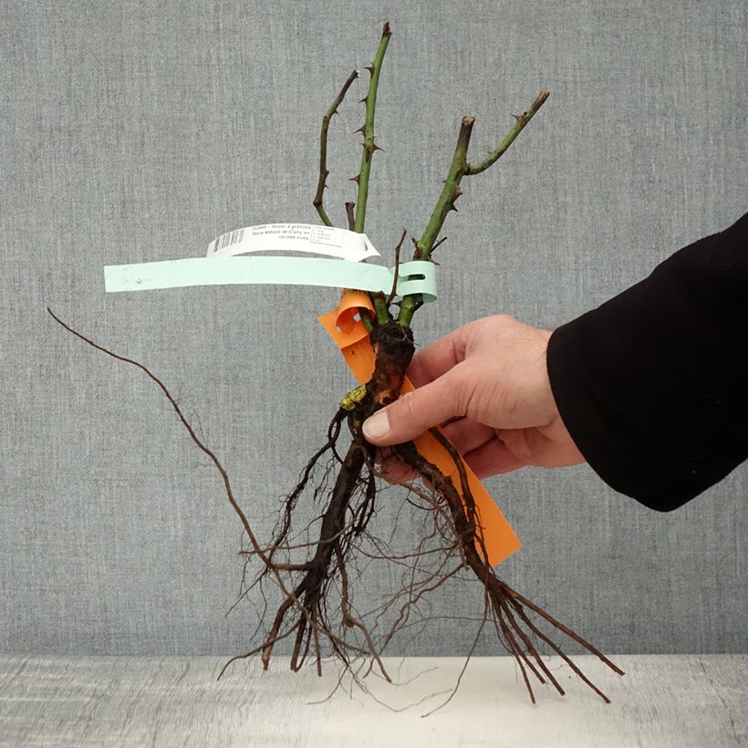 Example of Rosa Abbaye de Cluny - Edelrose Wurzelnackt as you get in hiver