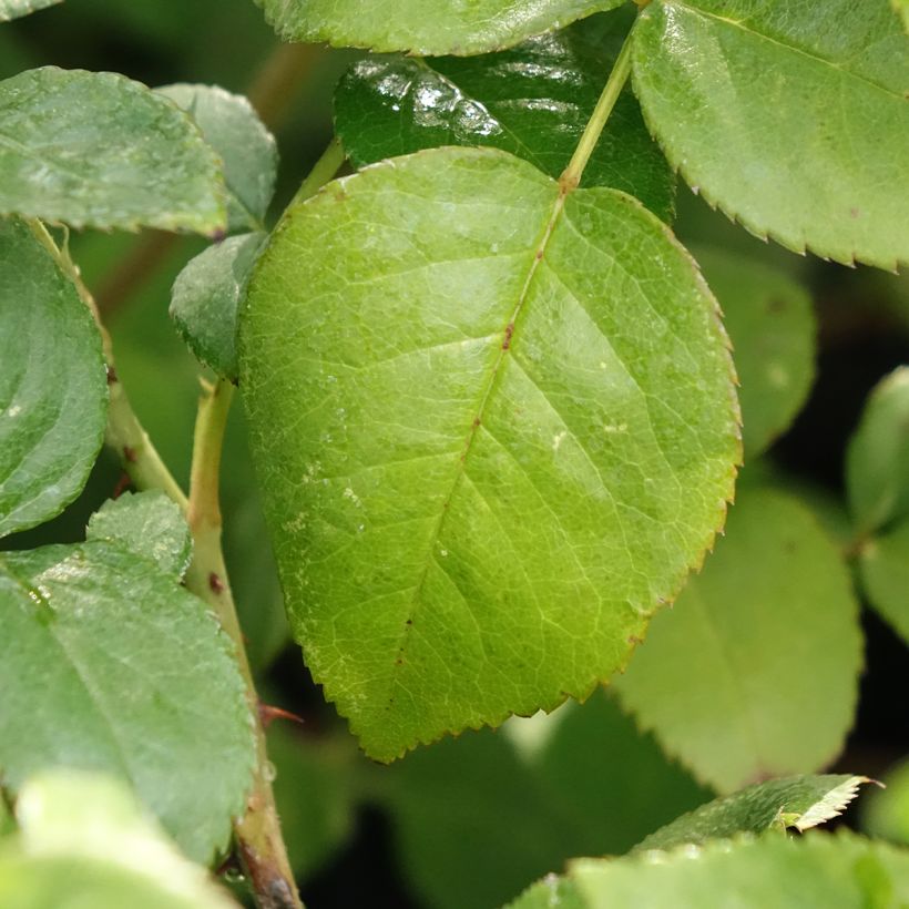 Rosa Agatha - Edelrose (Foliage)