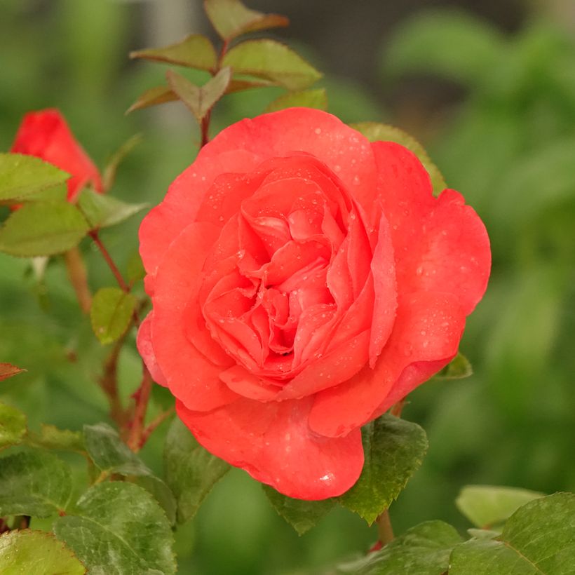 Rosa Agatha - Edelrose (Flowering)