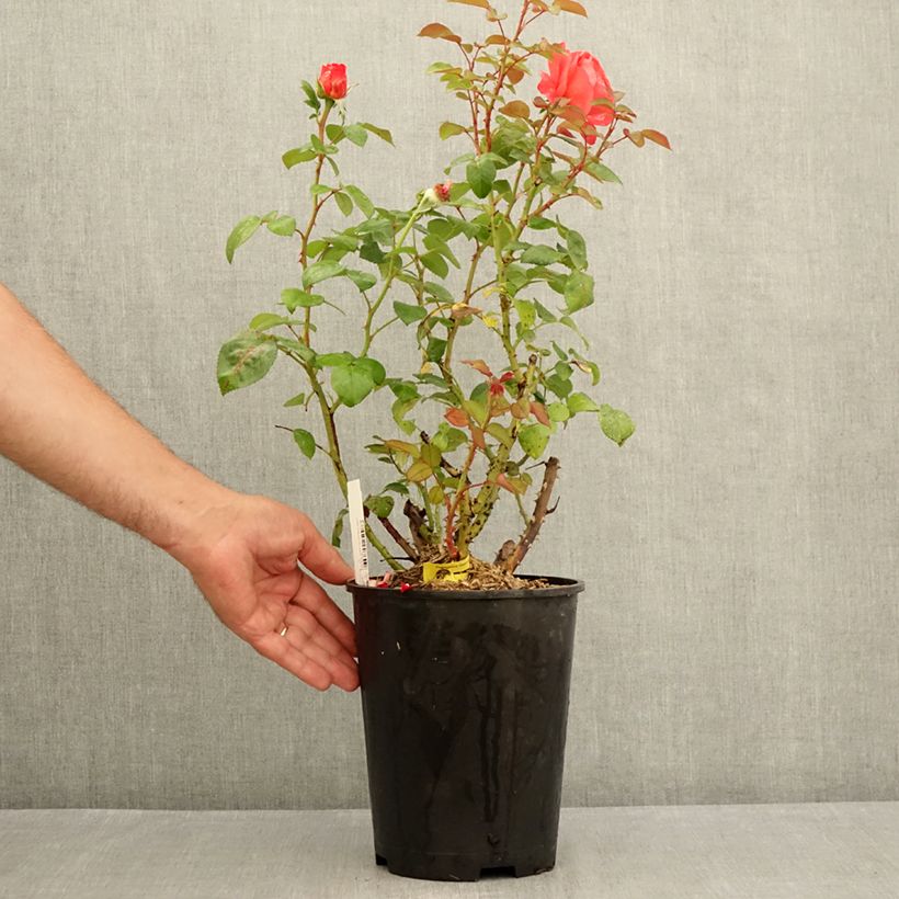 Example of Rosa Agatha - Edelrose Topf mit 4L/5L as you get in ete