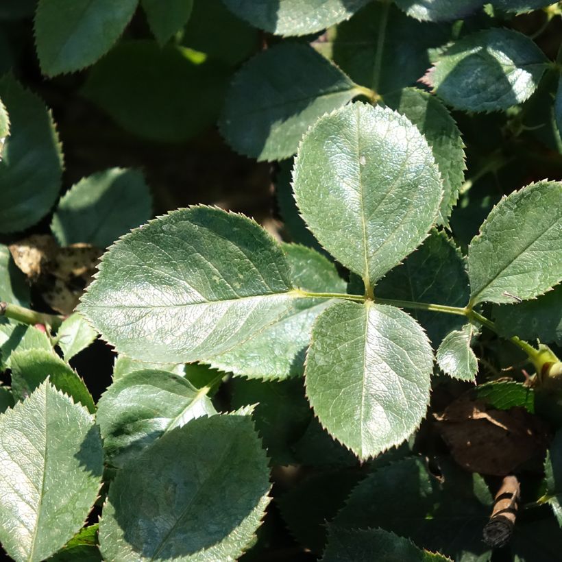 Rosa Alexandre Astier - Edelrose (Laub)
