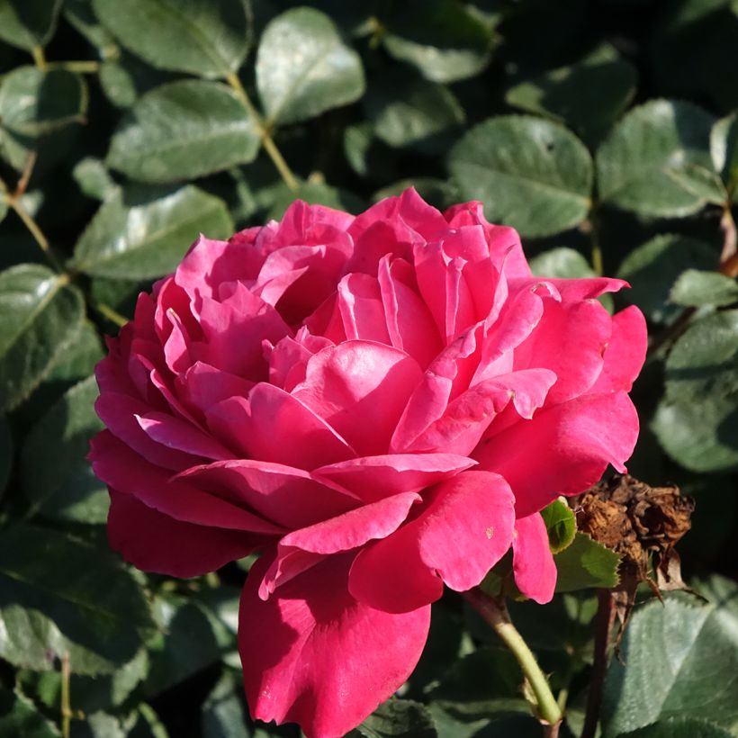 Rosa Alexandre Astier - Edelrose (Blüte)