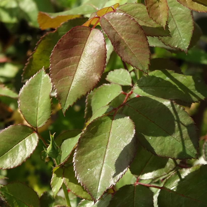 Rosa persica Alissar Princess of Phoenicia - Persische Rose (Laub)
