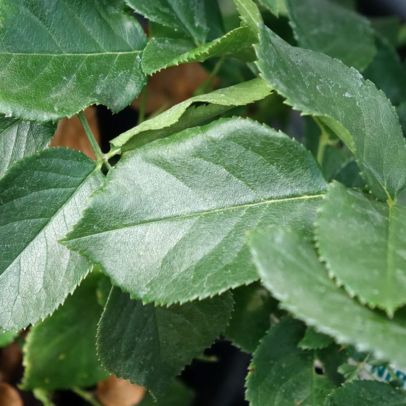 Rosa Anastasia - Edelrose (Laub)