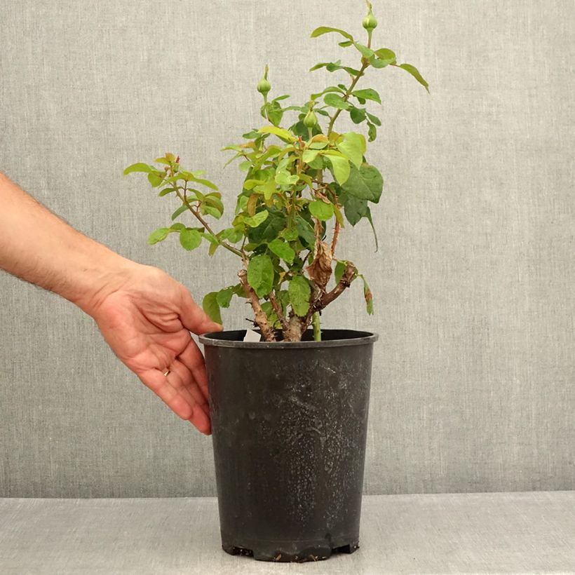 Exemplar von Rosa André Le Nôtre - Edelrose Topf mit 4L/5L wie im Sommer geliefert