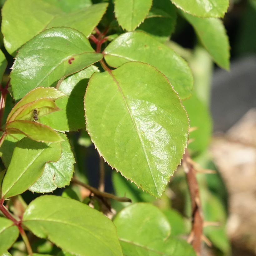 Rosa André Le Nôtre - Edelrose (Laub)