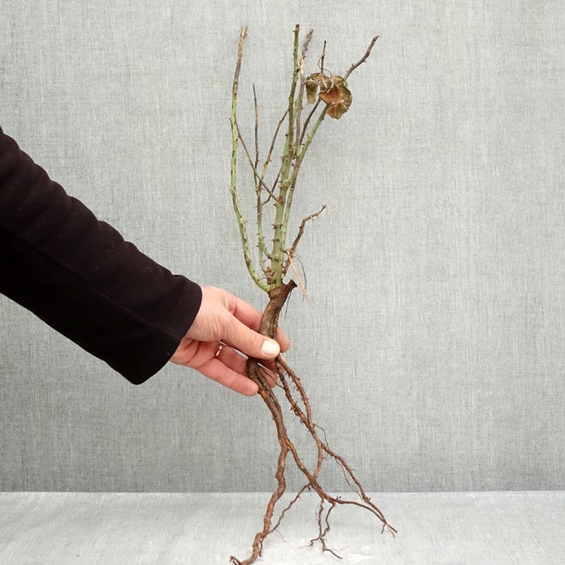 Exemplar von Rosa André Le Nôtre - Edelrose Wurzelnackt wie im Winter geliefert