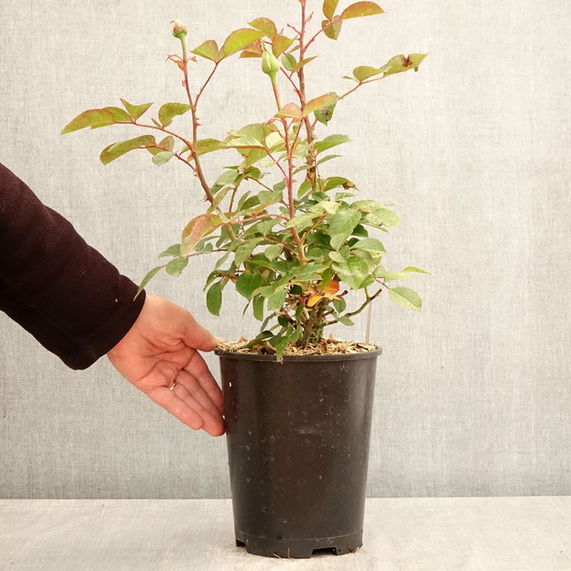 Exemplar von Rosa Anggun Meibokir - Edelrose Topf mit 4L/5L wie im Frühjahr geliefert