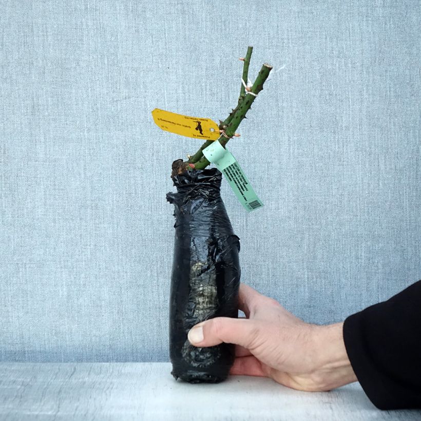 Exemplar von Rosa Astrid Gräfin von Hardenberg - Edelrose Wurzelnackt in Beutel wie im Winter geliefert