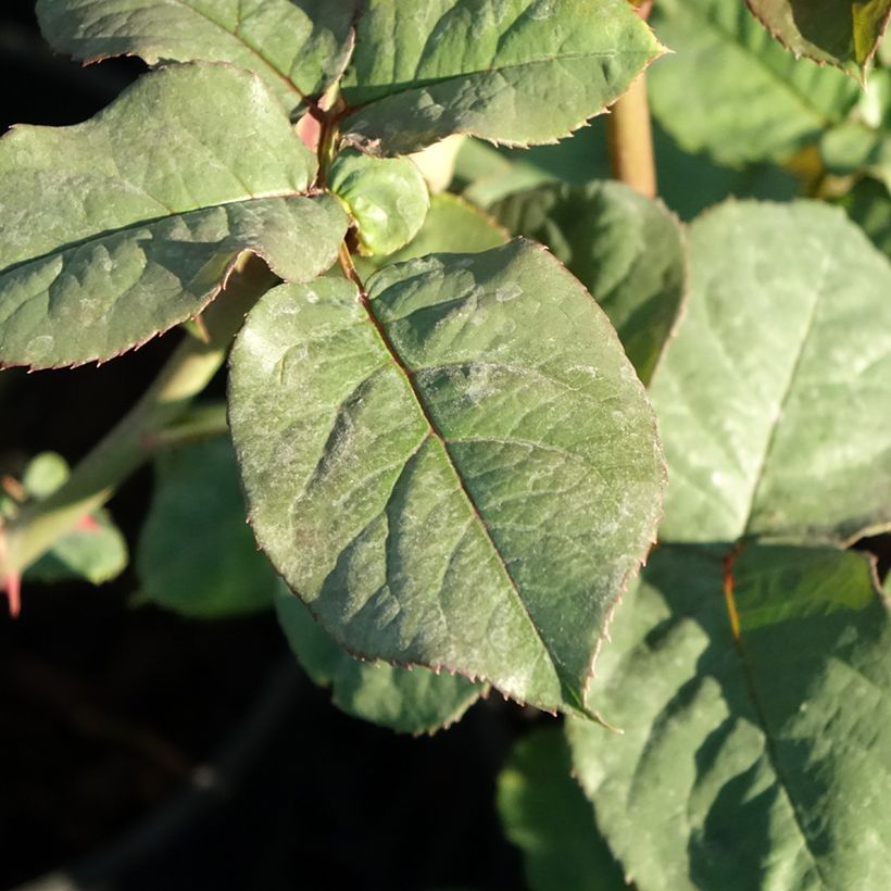 Rosa Astrid Gräfin von Hardenberg - Edelrose (Laub)