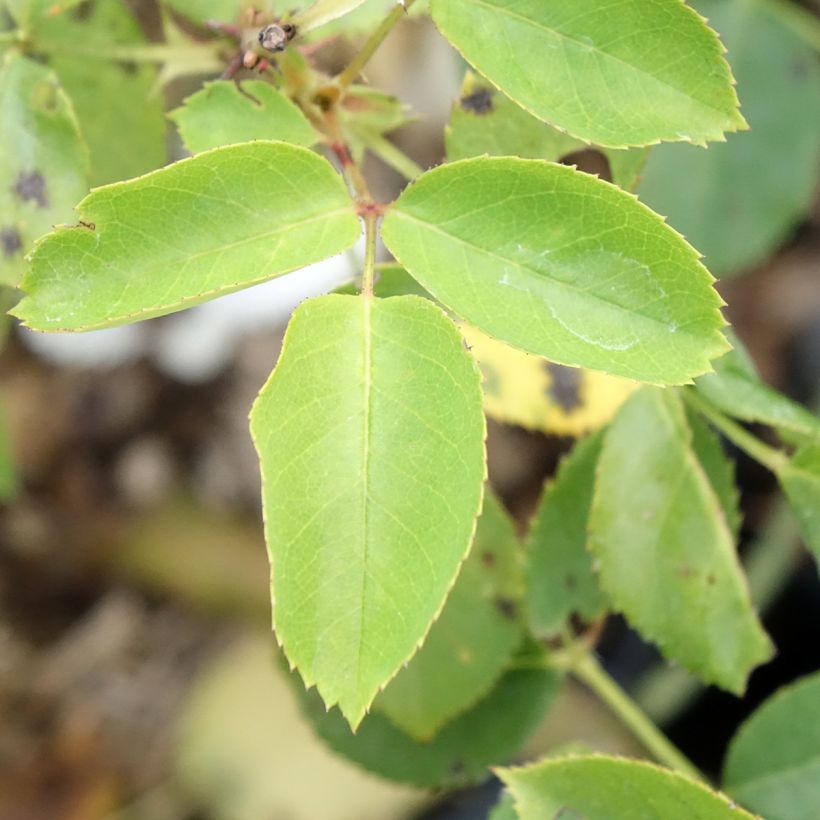Rosa Belle du Seigneur - Edelrose (Foliage)