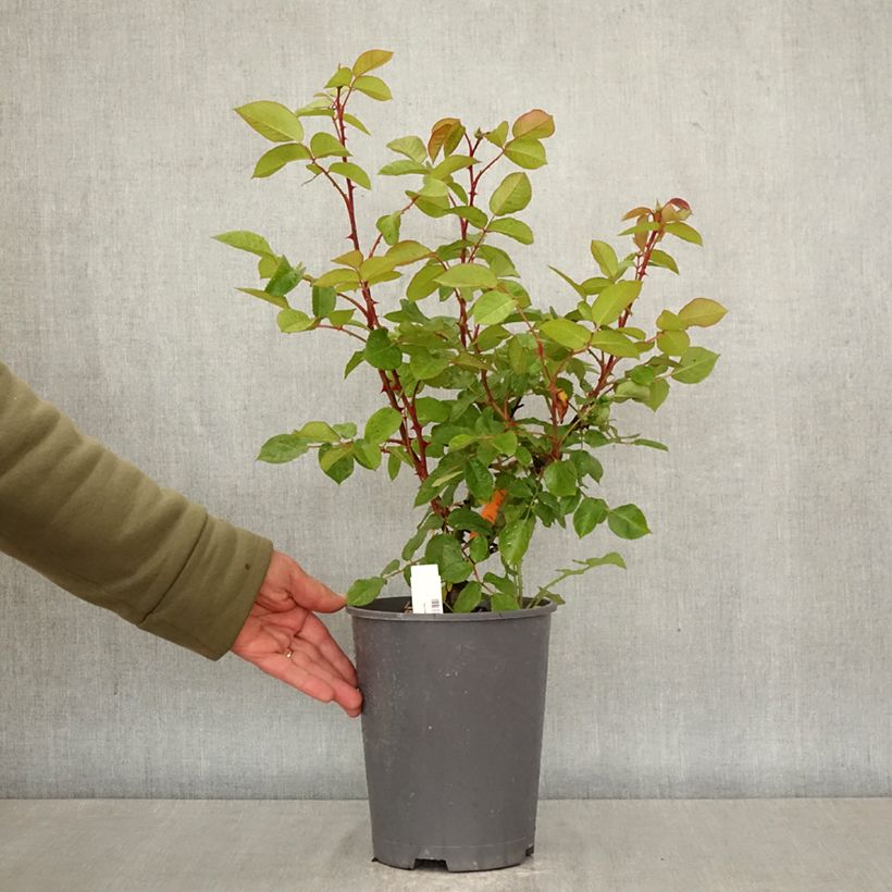 Exemplar von Rosa Belle Romantica - Edelrose Topf mit 4L/5L wie im Frühjahr geliefert