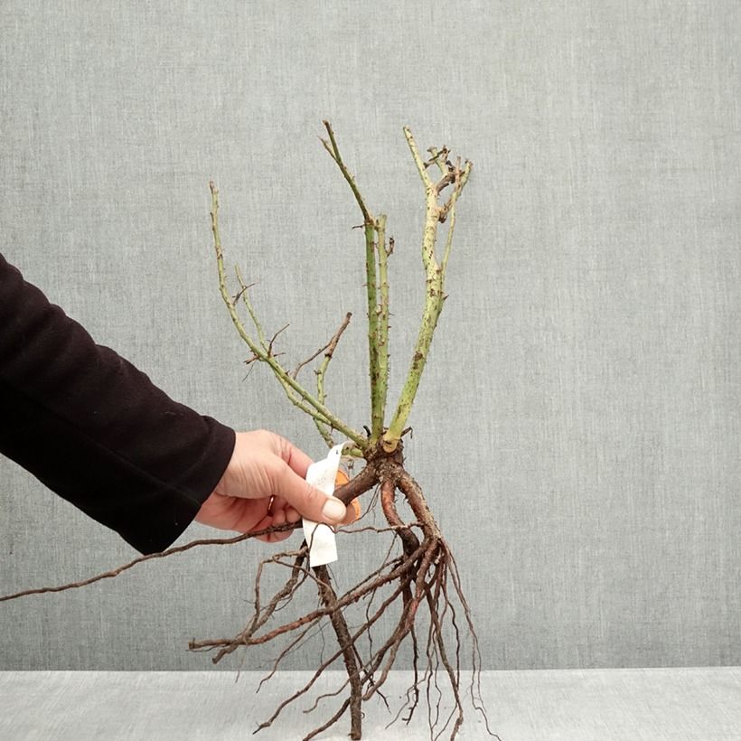 Example of Rosa Belles Rives - Edelrose Wurzelnackt as you get in hiver