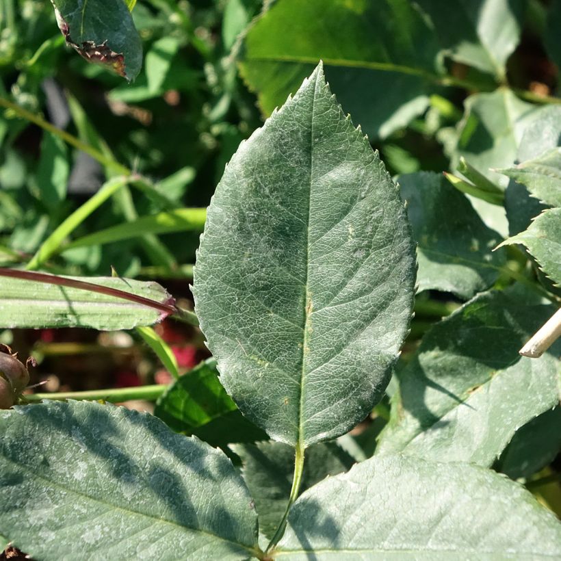 Rosier à grandes fleurs Black Perfumella (Laub)