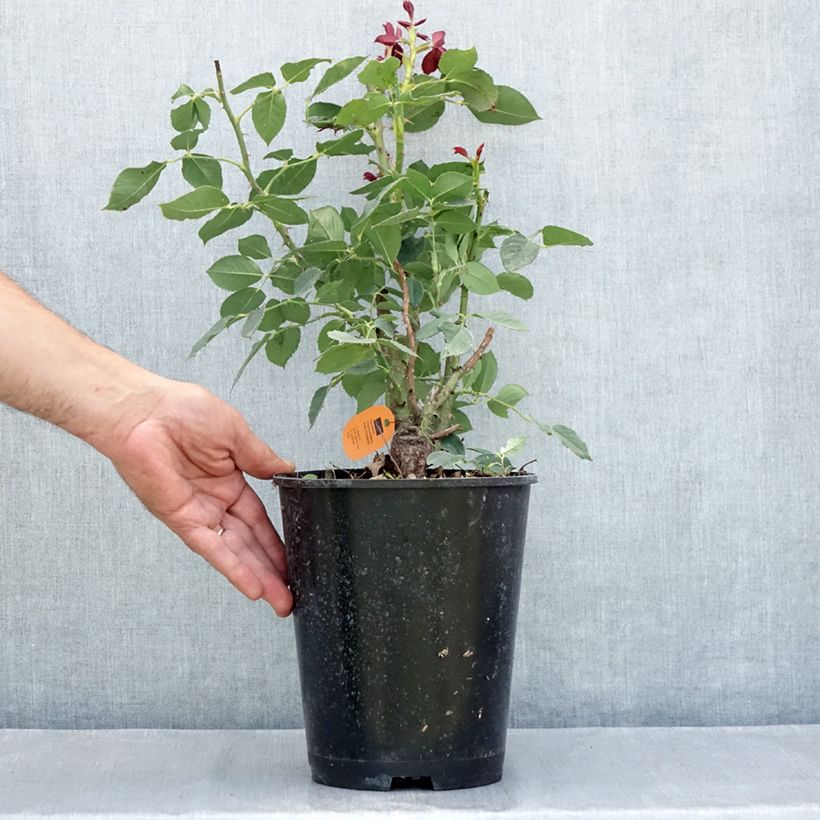 Exemplar von Rosier à grandes fleurs Black Perfumella Topf mit 4L/5L wie im Sommer geliefert