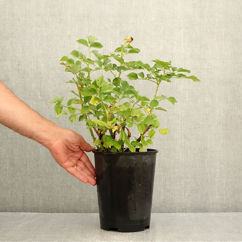 Exemplar von Rosa Blue Eden - Edelrose Topf mit 4L/5L wie im Sommer geliefert