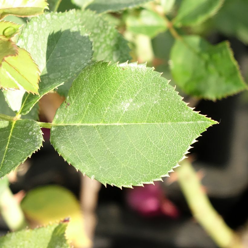 Rosa Blue Eden - Edelrose (Laub)