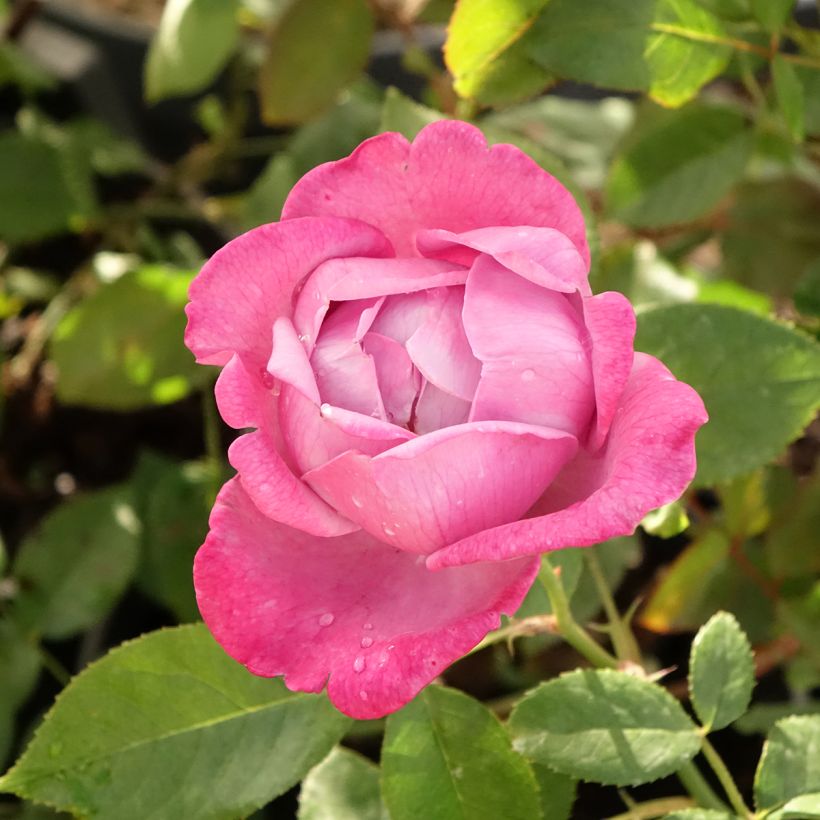 Rosa Blue River - Edelrose (Flowering)