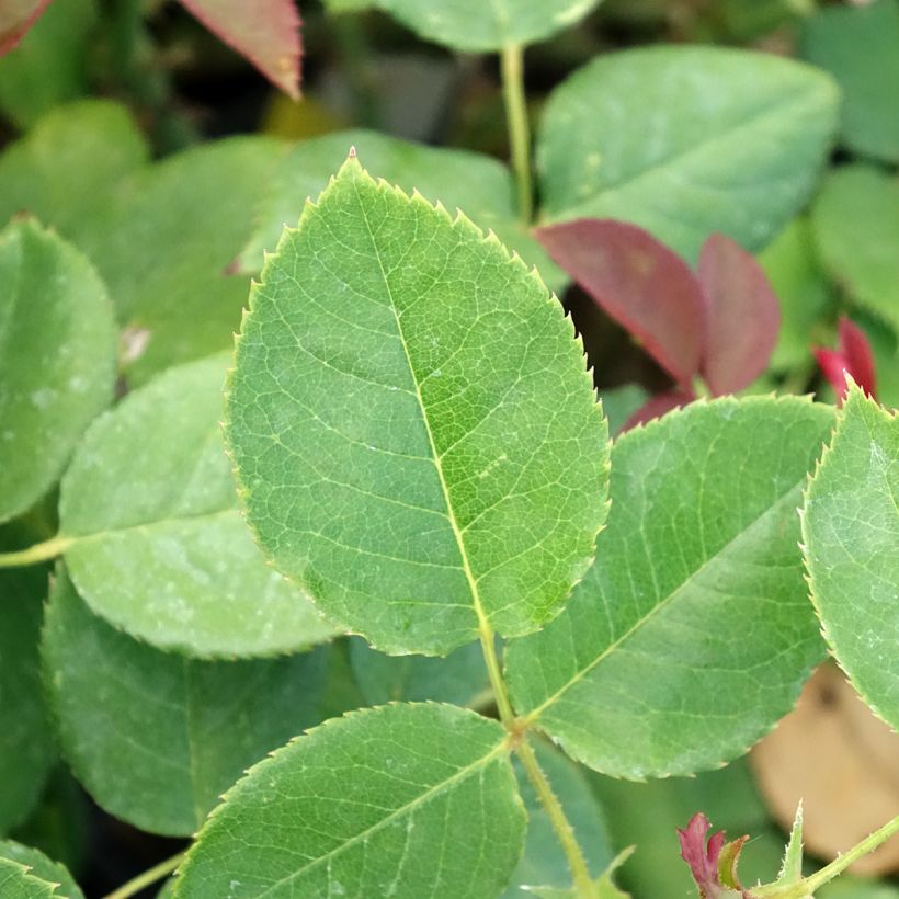 Rosa Boréale - Edelrose (Laub)